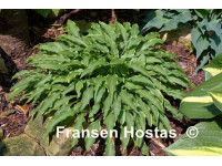 Hosta 
